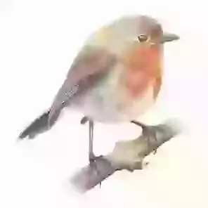 Robin